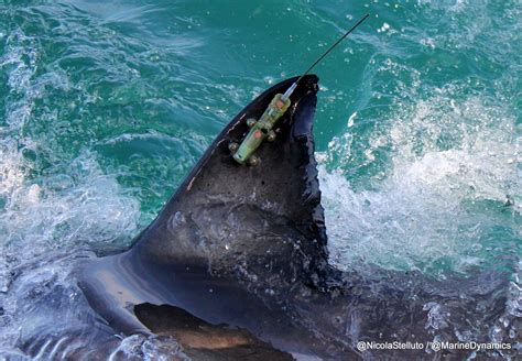 Track a shark - OCEARCH Shark Tracker. Please wait ... OCEARCH is a data-centric organization built to help scientists collect previously unattainable data in the ocean.